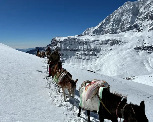 Donkey Caravan