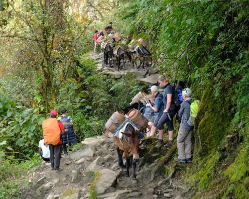Donkeys On The Way To Everest Base Camp