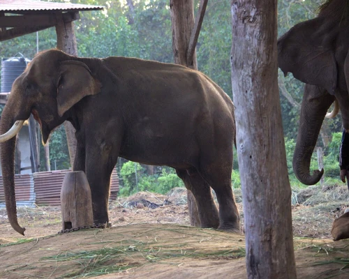 Elephant Bredding Centre