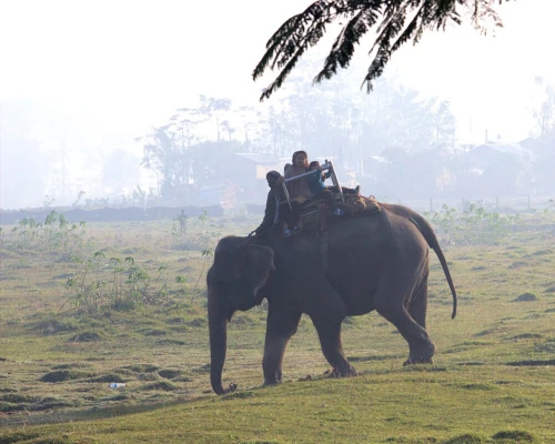 Elephant Safari In Chitwan National Park
