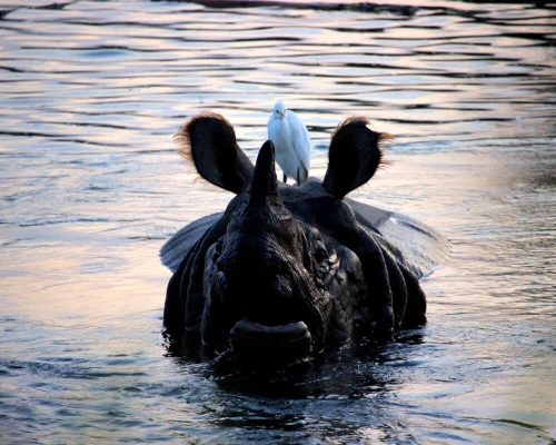 Hippo With Bird