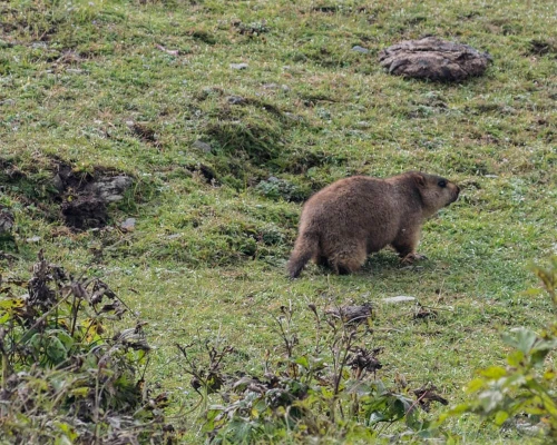 Marmot In Tsum Valley