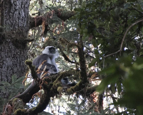 Monkey On The Way To Langtang Gosaikunda Trek