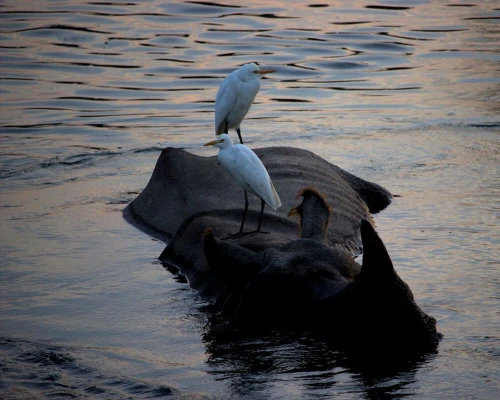 Raino In Chitwan National Park