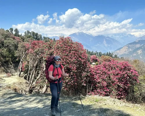 Rhododendren Blooming In Ghorepani Poon Hill Area