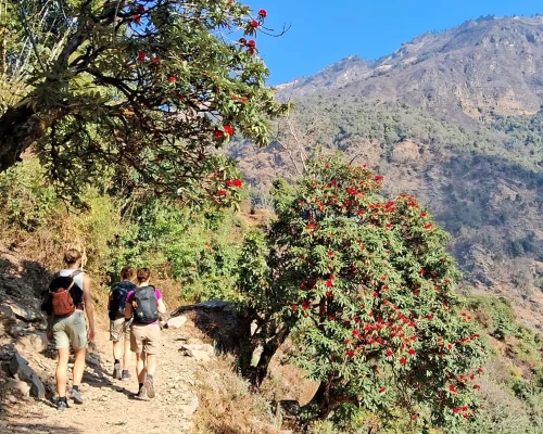 Rhododendron Flower View