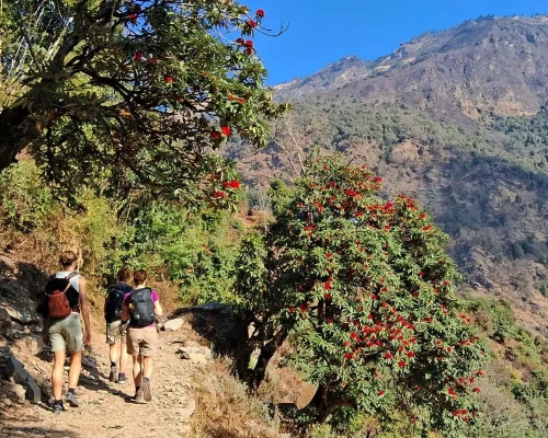 Rhododendron Flowers