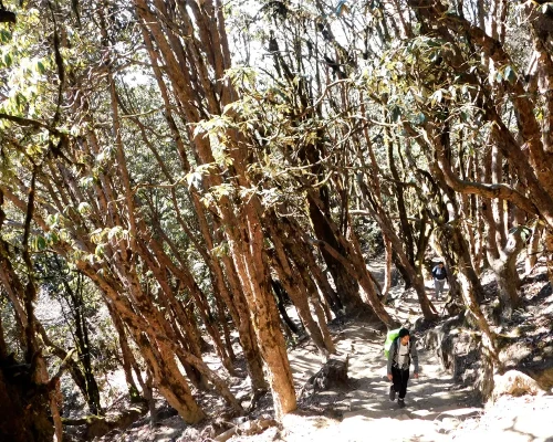 Rhododendron Forest Hike