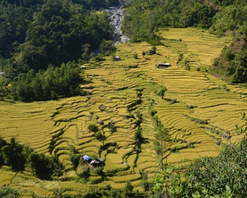 Rice Farm In Kanchenjunga Trek