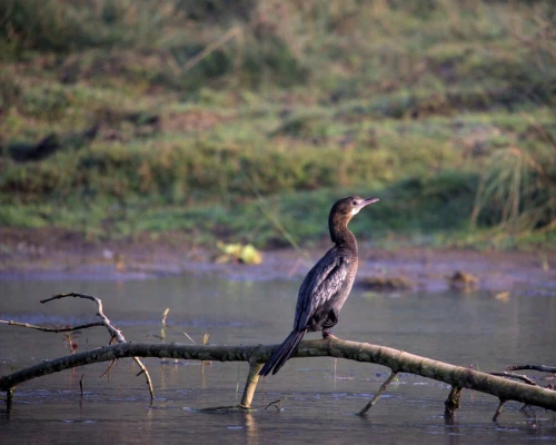 The Beautiful Bird In Chitwan National Park