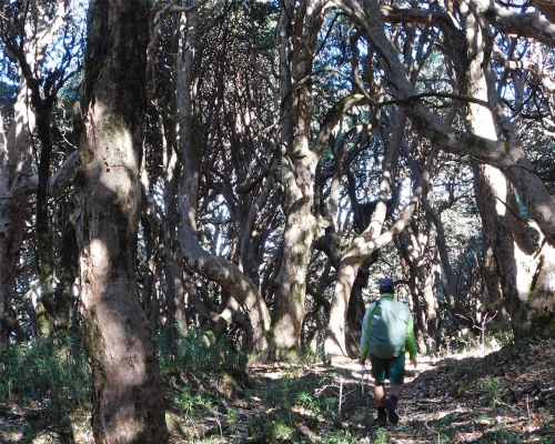 Walking Through Jungle In Khopra Trek