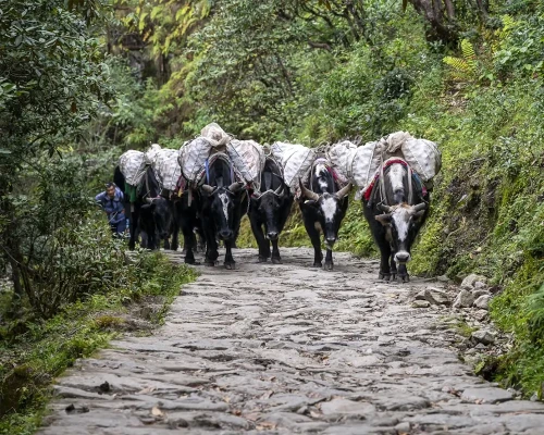 Yak Carrying The Goods For Locals