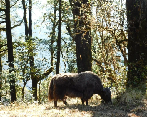 Yak On The Way To Khopra Danda Trekking