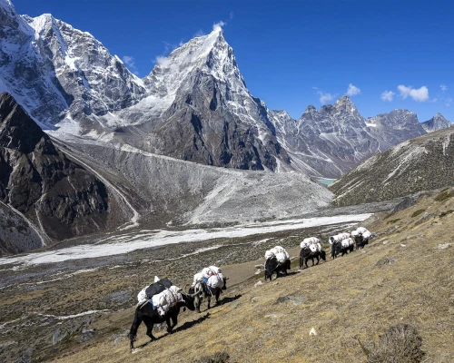 Yaks Are The Mean Of Transpotation For Mountain